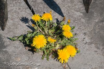 Paardenbloem (Taraxacum officinale)
