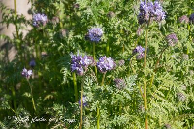 Phacelia - Phacelia tanacetifolia