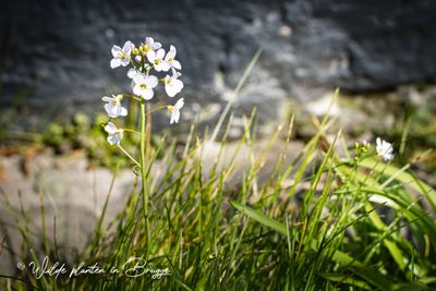 Pinksterbloem (Cardamine pratensis)
