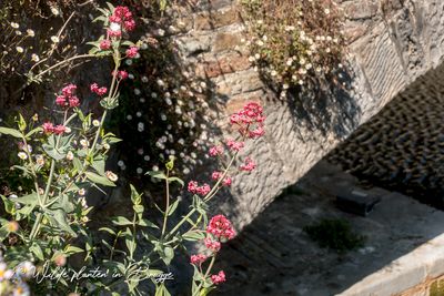 Rode spoorbloem - Centranthus ruber (Valeriana ruber)