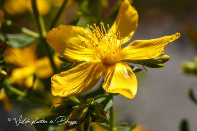 Sint-Janskruid (Hypericum perforatum)
