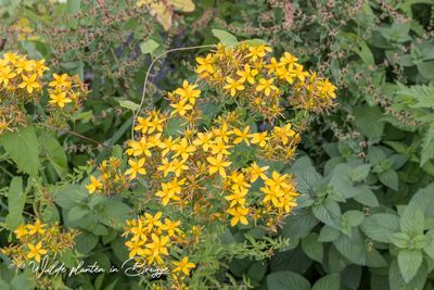 Sint-Janskruid (Hypericum perforatum)