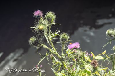 Speerdistel (Cirsium vulgare, synoniem- Cirsium lanceolatum)