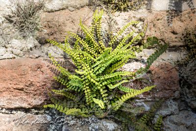 Steenbreekvaren  (Asplenium trichomanes)