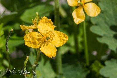 Stinkende gouwe (Chelidonium majus)