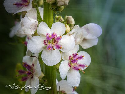 Verbascum nigrum var. album
