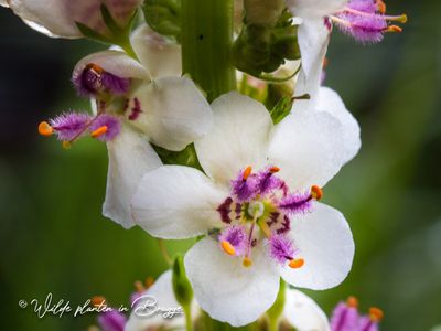 Verbascum nigrum var. album