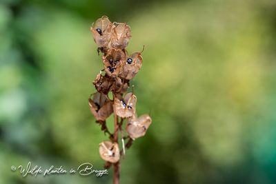 Grote ratelaar (Rhinanthus angustifolius) zaaddoos
