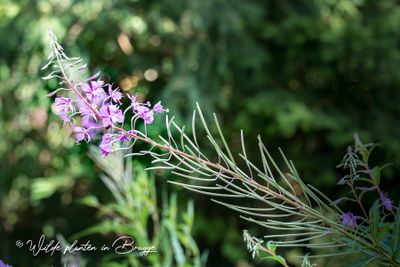 Wilgenroosje (Chamerion angustifolium)