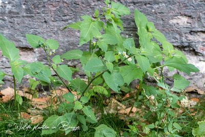 Zwarte nachtschade (Solanum nigrum s. nigrum)