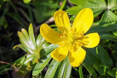 Winterakoniet (Eranthis hyemalis)