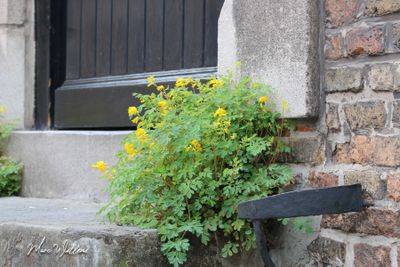 Gele helmbloem (Pseudofumaria lutea)