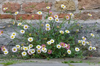 Muurfijnstraal (Erigeron karvinskianus)
