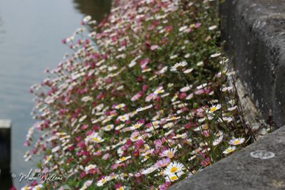 Muurfijnstraal (Erigeron karvinskianus)