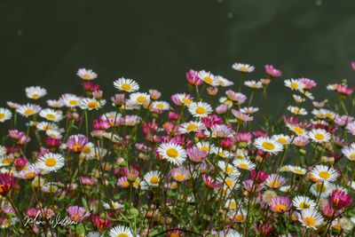 g13/96/5271596/3/174594102.4cb54375.JPEG