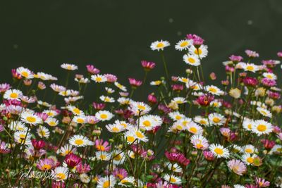 Muurfijnstraal (Erigeron karvinskianus)