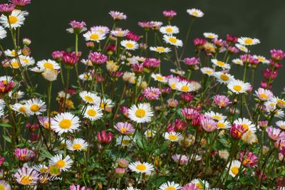 Muurfijnstraal (Erigeron karvinskianus)