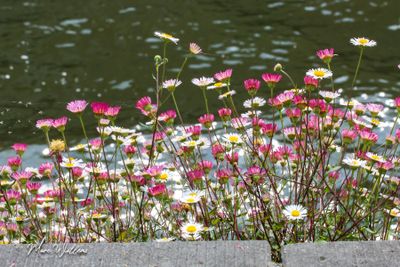 Muurfijnstraal (Erigeron karvinskianus)