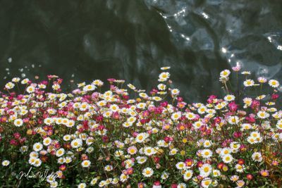 Muurfijnstraal (Erigeron karvinskianus)
