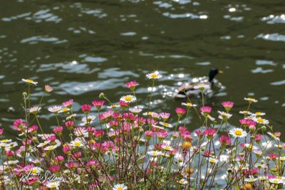 Muurfijnstraal (Erigeron karvinskianus)