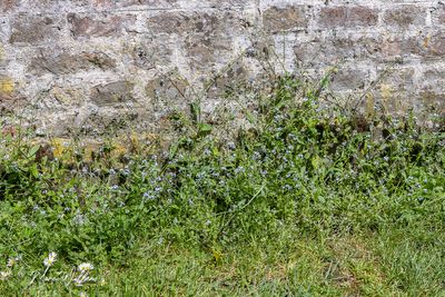 Akkervergeet-mij-nietje (Myosotis arvensis)