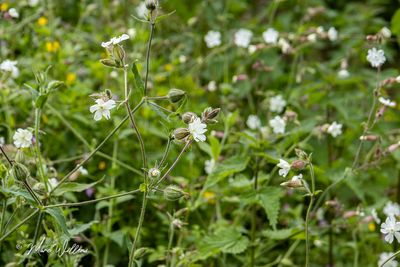 Avondkoekoeksbloem, witte silene of lijnkruid (Silene latifolia subsp. alba)
