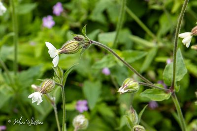 Avondkoekoeksbloem, witte silene of lijnkruid (Silene latifolia subsp. alba)