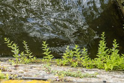 Blauw glidkruid (Scutellaria galericulata)