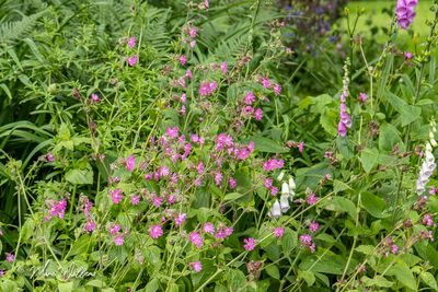 Dagkoekoeksbloem (Silene dioica, synoniem- Melandrium rubrum)