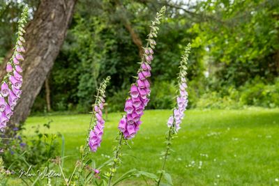 Vingerhoedskruid (Digitalis purpurea)