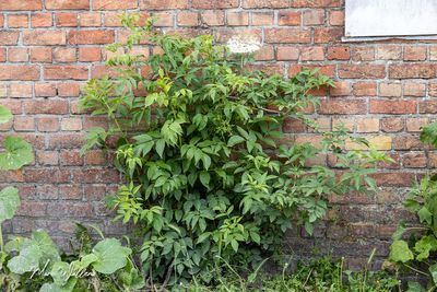 Gewone vlier (Sambucus nigra)