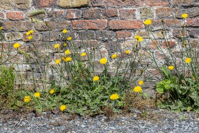 Gewoon biggenkruid (Hypochaeris radicata)