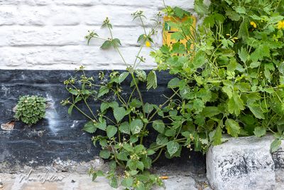 Harig knopkruid (Galinsoga quadriradiata)