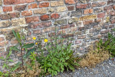 IJzerhard (Verbena officinalis)