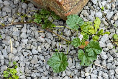 Klein kaasjeskruid (Malva neglecta)