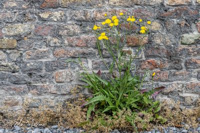 Klein streepzaad (Crepis capillaris)