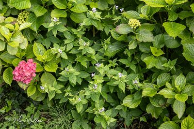 Knopige ooievaarsbek (Geranium nodosum)