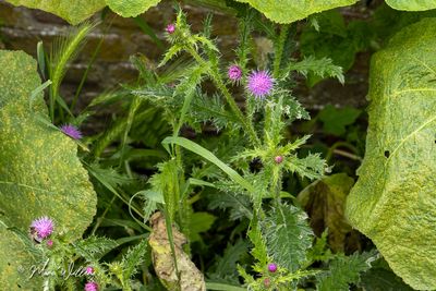 Kruldistel (Carduus crispus)