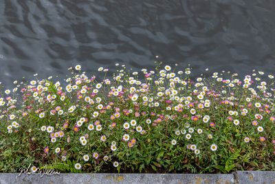 Muurfijnstraal (Erigeron karvinskianus)
