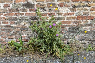 speerdistel (Cirsium vulgare, synoniem- Cirsium lanceolatum)