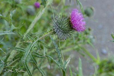 speerdistel (Cirsium vulgare) - detail van bloei