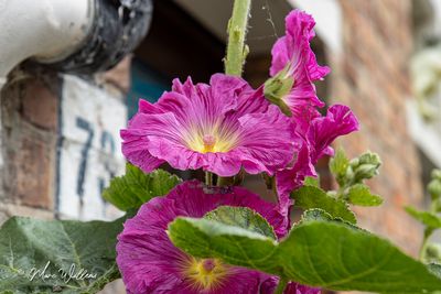 Stokroos (Alcea rosea, synoniem- Althaea rosea)