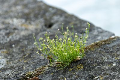 Uitstaande vetmuur (Sagina micropetala)