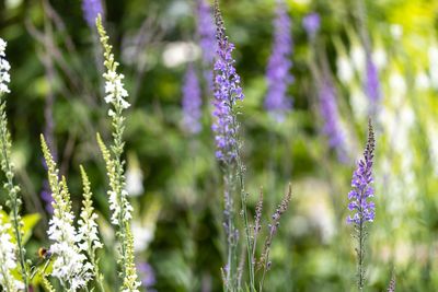 Walstroleeuwenbek (Linaria purpurea)