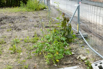 Zwarte mosterd (Brassica nigra)