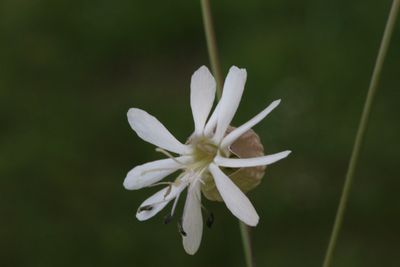 Blaassilene (Silene vulgaris)