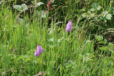Gevlekte orchis (Dactylorhiza maculata)