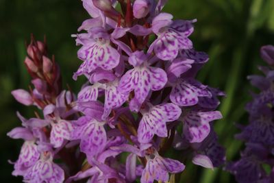 Bosorchis (Dactylorhiza fuchsii)