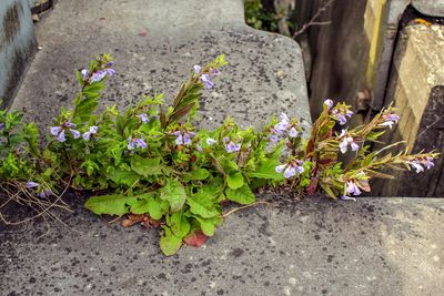 Blauw glidkruid (Scutellaria galericulata)