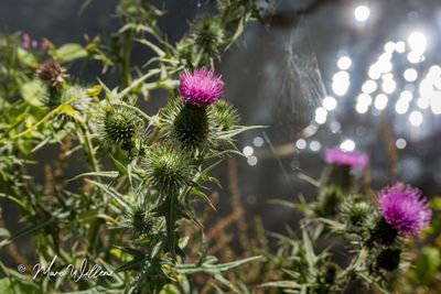speerdistel (Cirsium vulgare, synoniem: Cirsium lanceolatum)